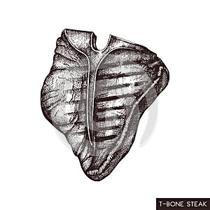 T-bone steak hand drawn illustration. Vector grilled beef drawing on white background. Fresh meat product sketch for restaurant me