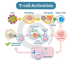 T-Cell activation diagram, vector scheme illustration.