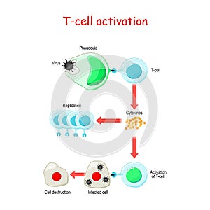 T cell Activation photo