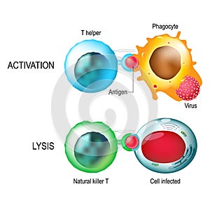 T-cell. Activation and lysis of the leukocytes.