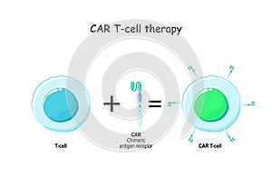 T cell and Chimeric antigen receptor CAR photo