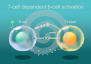 T-cell dependent b-cell activation photo