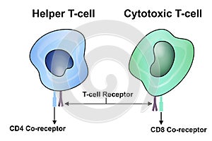 T Cell, helper T cell and cytotoxic T cel