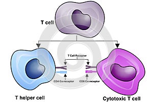 T Cell, helper T cell and cytotoxic T cell, CD Antigen Types, CD4 And CD8