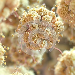 T-cell warriors in microscopic battleground fighting pollen.