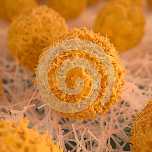 T-cell warriors in microscopic battleground fighting pollen.