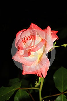 T \'Kaiserin Farah\' is a stunning rose variety that showcases a beautiful and enchanting color combination.