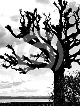 Bald tree as silhouette on the lake shore in black and white