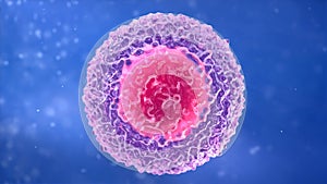 T-lymphocyte. white blood cell.