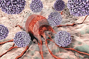 T-lymphocytes attacking cancer cell photo