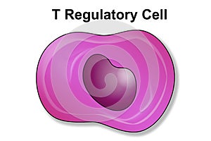 T regulatory cell or lymphocyte of immune system