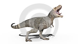 T-Rex Dinosaur, Tyrannosaurus Rex reptile roaring, prehistoric Jurassic animal isolated on white background, 3D rendering