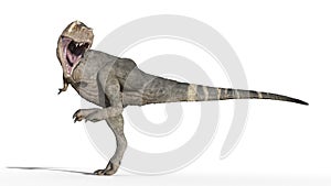 T-Rex Dinosaur, Tyrannosaurus Rex reptile stomping, prehistoric Jurassic animal isolated on white background, 3D rendering