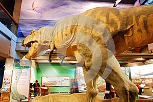 T Rex display