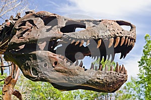 T-rex head