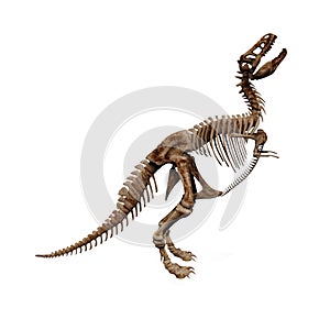 T-rex skeleton