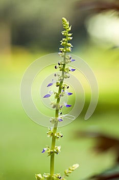 T`s a Close up photo of Summer Flower.