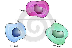 T types lymphoid cells with cytotoxic and helper t cell