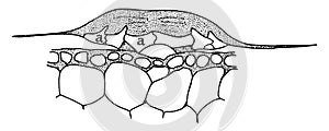 T. Usneoides Cell vintage illustration