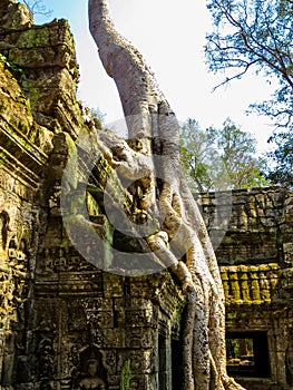 Ta Phrom Temple, Angkor Wat, Cambodia