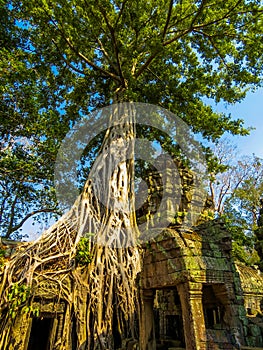 Ta Phrom Temple, Angkor Wat, Cambodia