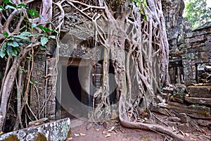 Ta Phrom temple ruins and rubble roots