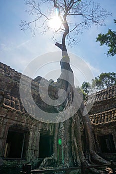 Ta Phrom temple with trees growing from the rocks (which inspired Tombraider, Lara Croft