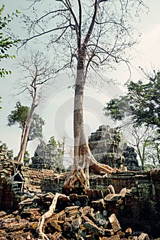 Ta Phrom temple with trees growing from the rocks (which inspired Tombraider, Lara Croft