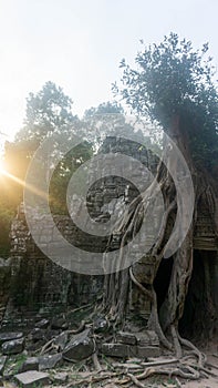 Ta Phrom temple with trees growing from the rocks (which inspired Tombraider, Lara Croft