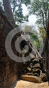 Ta Phrom temple with trees growing from the rocks (which inspired Tombraider, Lara Croft