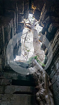 Ta Phrom temple with trees growing from the rocks (which inspired Tombraider, Lara Croft