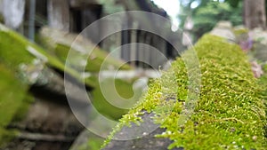 Ta prohm