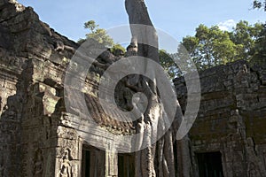Ta Prohm a 12th century temple in the Banyon style encased in tree roots