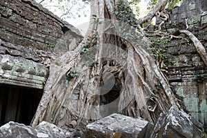 Ta Prohm a 12th century temple in the Banyon style encased in tree roots