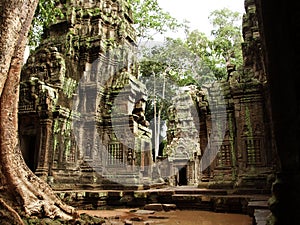 Ta prohm 2 photo