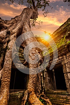 Ta Prohm