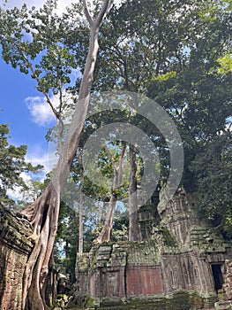 Angkor Wat Ta Prohm photo