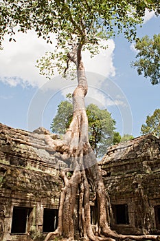 Ta Prohm in Angkor
