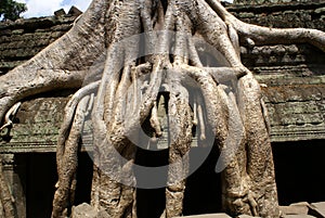 Ta Prohm Angkor