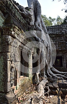 Ta Prohm