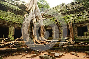 Ta Prohm, Angkor Wat
