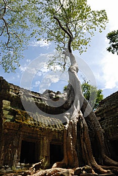 Ta Prohm, Angkor Wat, Cambodia