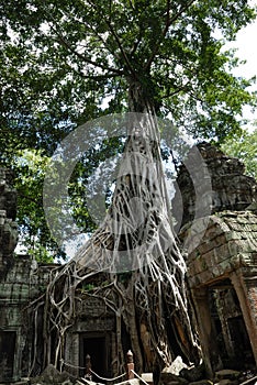 Ta Prohm, Angkor Wat, Cambodia