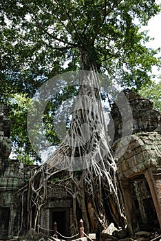 Ta Prohm, Angkor Wat, Cambodia photo