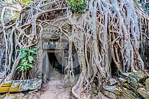 Ta prohm angkor wat cambodia