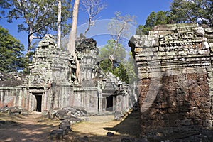 Ta Prohm, Cambodia