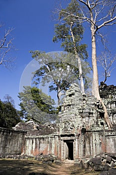 Ta Prohm, Cambodia