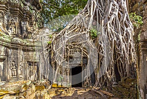 Ta Prohm in Cambodia photo