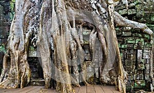 Ta Prohm famous jungle tree roots embracing Angkor temples, revenge of nature against human buildings, travel destination Cambodia