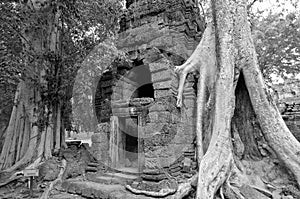 Ta Prohm is the modern name of a temple originally called Rajavihara.